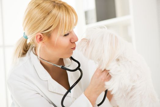 Young female veterinary kissing a maltese dog at the her office