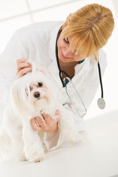 Young female veterinary examining ears a maltese dog at the doctor's office