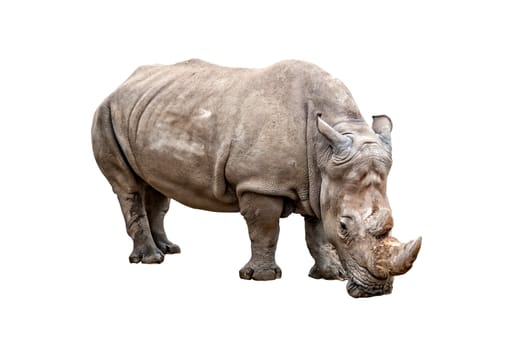 Big rhino standing, isolated on white background