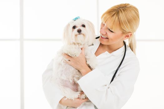 Young female veterinary holding a maltese dog at the doctor's office