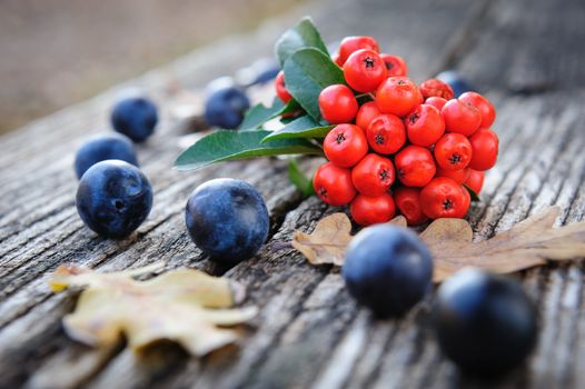 Autumn still life with blackthorn berries and rowanberry