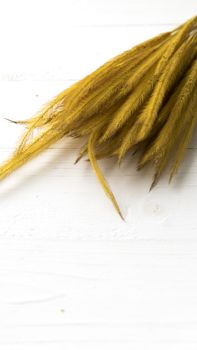 wheat on white table