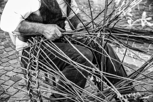 Artisan builds wicker baskets using the branches of Salix viminalis.