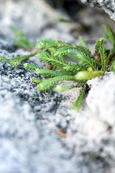 Wild tropical green Bermuda plant growing out of the rocks and sand on the beach near Jobsons Cove.  Shallow depth of field.