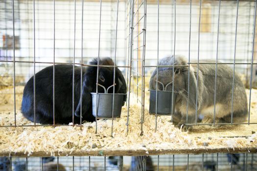 Cute caged bunnies on display one black and one gray French Lop rabbit referred to as a dust bunny.