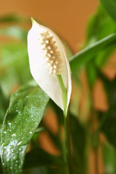 A closeup view of a peace lily in bloom.