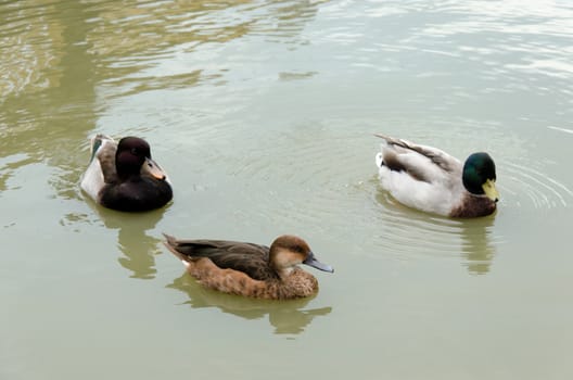 beautiful mallard duck in the water