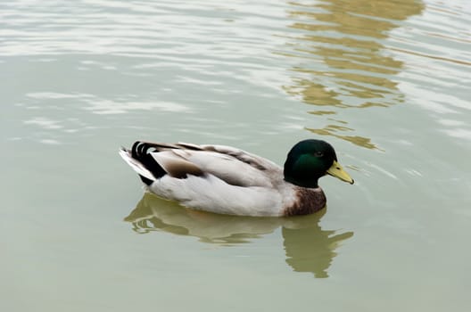 beautiful mallard duck in the water