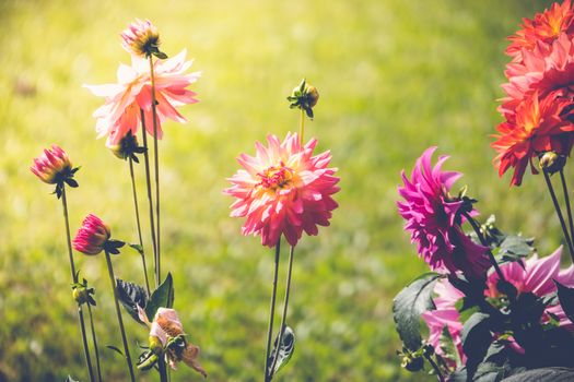 The background image of the colorful flowers, background nature