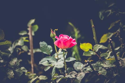 Roses in the garden filtered, Roses are beautiful with a beautiful sunny day.