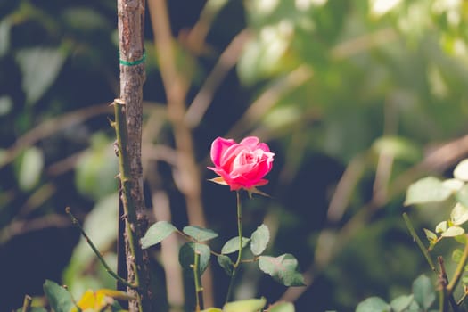 Roses in the garden filtered, Roses are beautiful with a beautiful sunny day.