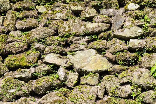 Moss growing on stone wall, Texture of stone wall covered green 