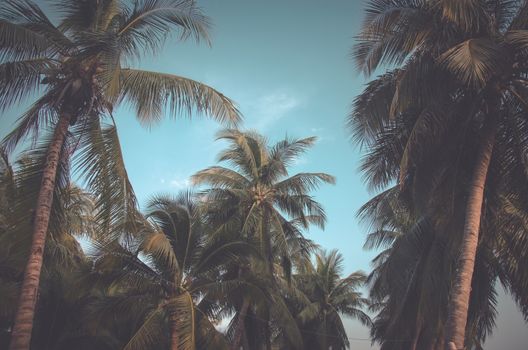 Silhouette palm tree on the beach with sunset.style vintage