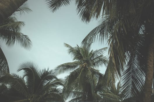 Silhouette palm tree on the beach with sunset.style vintage