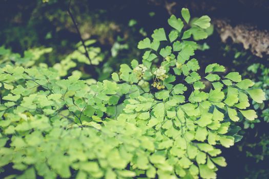 green leaf background, nature background