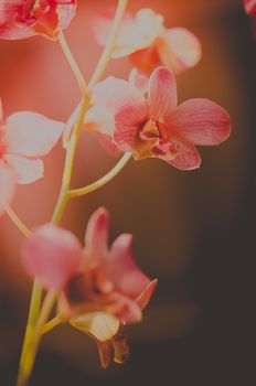 bouquet of magenta orchids with overcast effect. style vintage