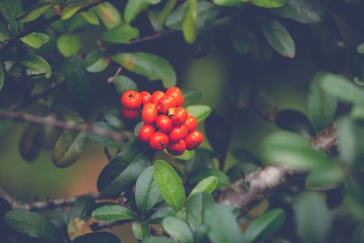 Coffee beans ripening on tree in North of thailand, nature background