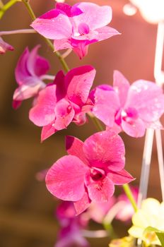 bouquet of magenta orchids with overcast effect. style vintage