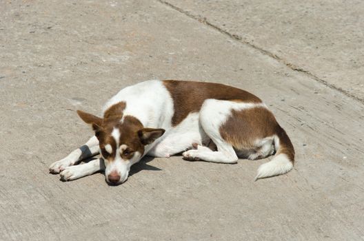 Dog lying on the floor