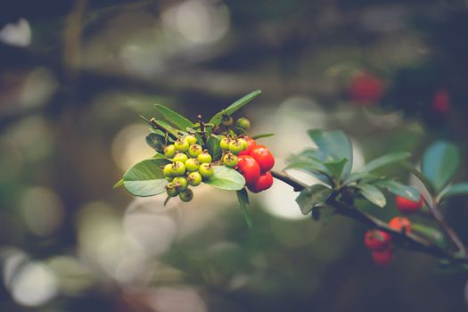 Coffee beans ripening on tree in North of thailand, nature background