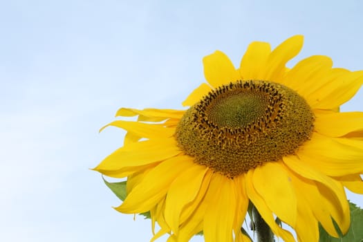Sunflower and sky