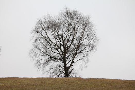 Old tree on field