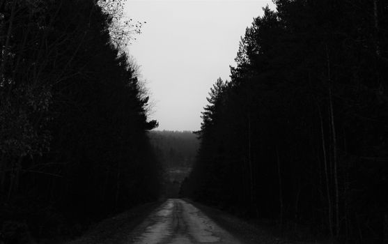 Narrow road in woods