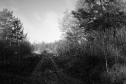 black and white path in the woods