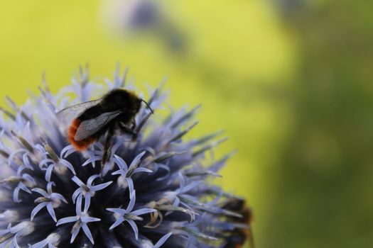Bumblebee on flower
