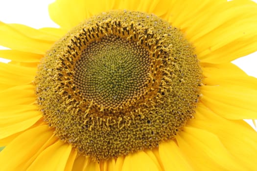 Close-up, sunflower