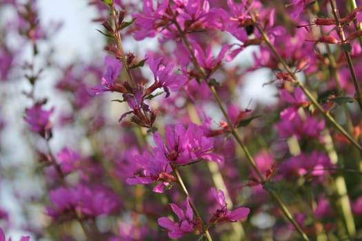 Close up, wildflowers