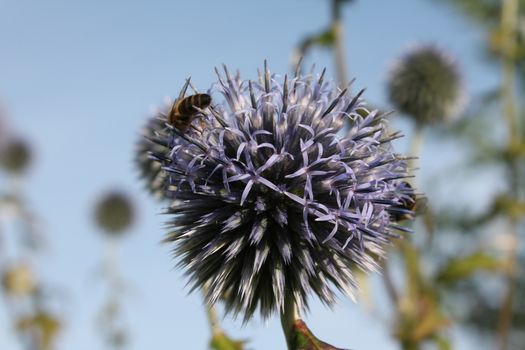 Working bumblebee