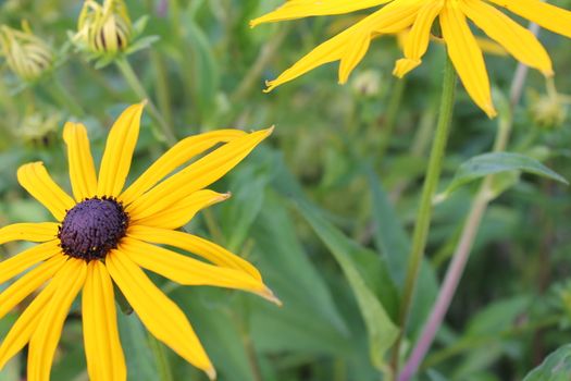 Yellow Echinacea