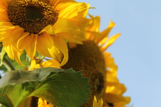 Sunflowers