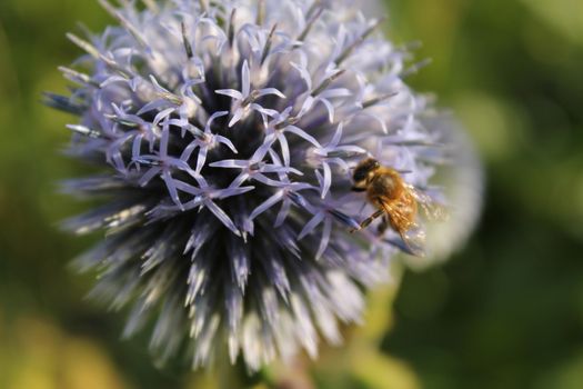 Bee on flower