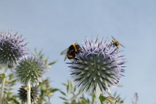 bumblebee on duty