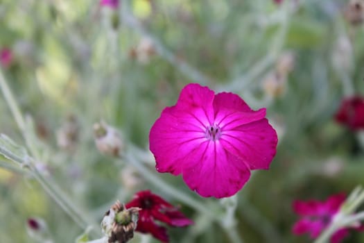 Purple flower, close-up
