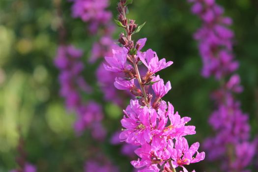 Flowers in pink
