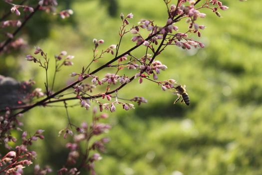 Bee on flower