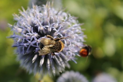 Two bumblebees in flower