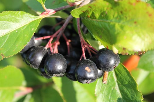 Close up, aronia