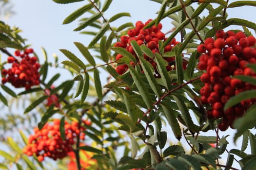 Close-up, rowanberries