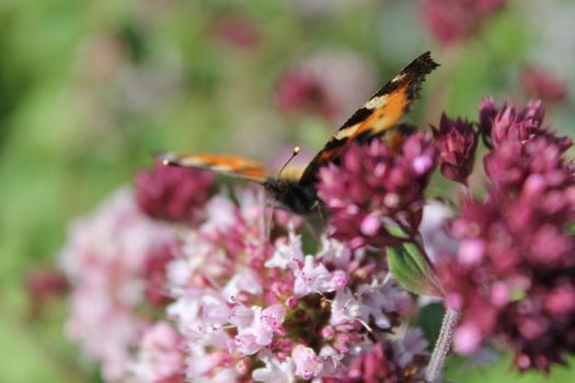 Butterfly om flower