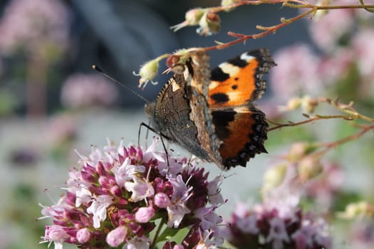 Butterfly on pink flowers