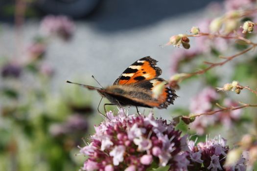 Butterfly om flower