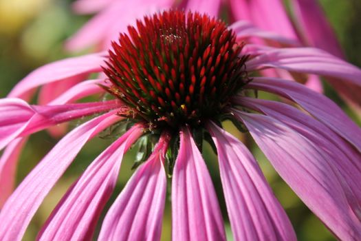 Echinacea