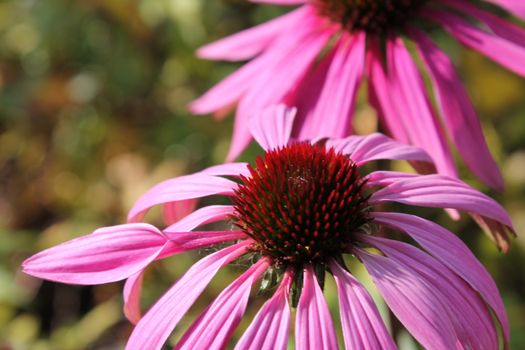 Echinacea