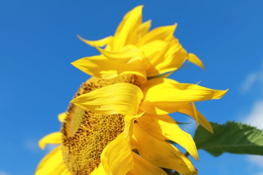 Sunflower, blue sky