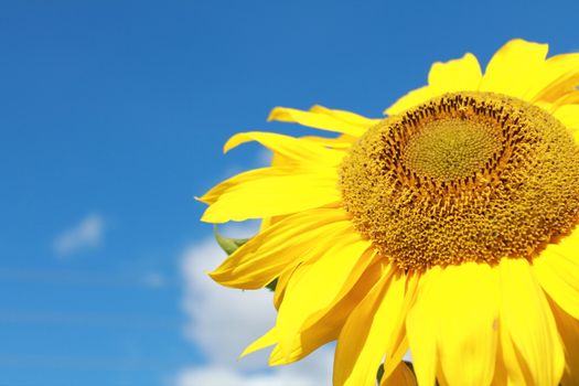 Sunflower and blue sky