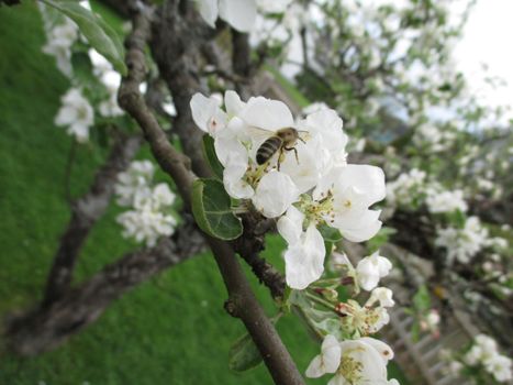 Bee on appleflower